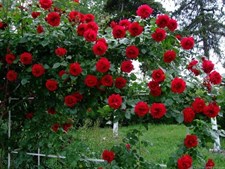 Dublin Bay Climbing Rose Seeds