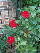 Dublin Bay Climbing Rose Seeds