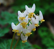 Bleeding Heart Dutchman’s Breeches