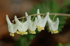 Bleeding Heart Dutchman’s Breeches