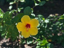 Hibiscus Exuberance