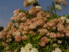 Hydrangea Brown Flower Seeds