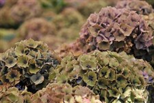 Hydrangea Brown Flower Seeds