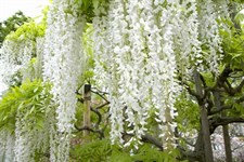 Wisteria White Vines