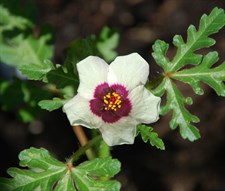 Hibiscus Flower of an Hour