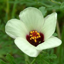 Hibiscus Flower of an Hour