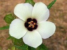 Hibiscus Flower of an Hour