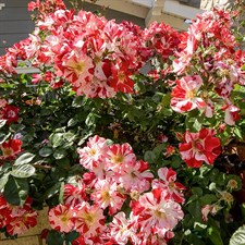 Fourth of July Climbing Rose Seeds