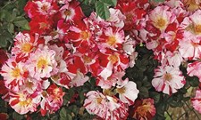 Fourth of July Climbing Rose Seeds