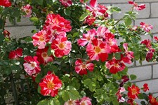 Fourth of July Climbing Rose Seeds