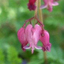 Bleeding Heart Fringed 