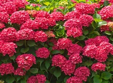 Hydrangea Red Flower Seeds