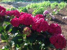 Hydrangea Red Flower Seeds