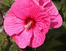 Hibiscus Giant Rose Mallow