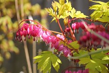 Bleeding Heart Gold