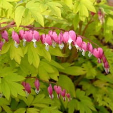 Bleeding Heart Gold