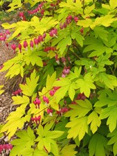 Bleeding Heart Gold