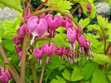 Bleeding Heart Gold