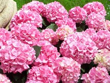 Hydrangea Pink Flower Seeds