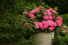 Hydrangea Pink Flower Seeds