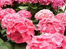 Hydrangea Pink Flower Seeds