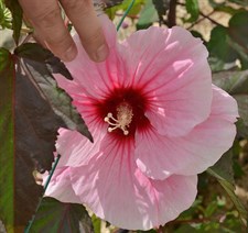 Hibiscus Hawaiian