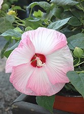 Hibiscus Moscheutos