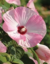 Hibiscus Moscheutos