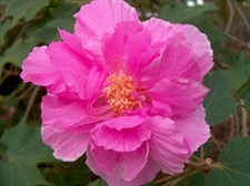 Hibiscus Mutabilis