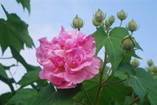 Hibiscus Mutabilis