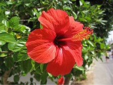 Hibiscus Sabdariffa