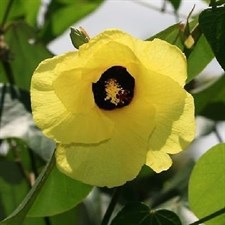 Hibiscus Tiliaceus