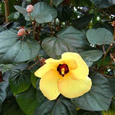 Hibiscus Tiliaceus