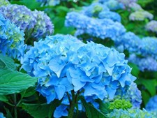 Hydrangea Teal Flower Seeds