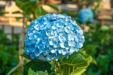 Hydrangea Teal Flower Seeds