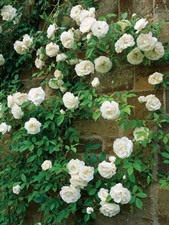 Iceberg Climbing Rose Seeds