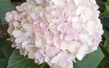 Hydrangea Blush Pink Flower Seeds