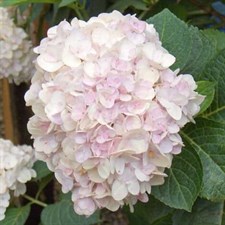 Hydrangea Blush Pink Flower Seeds