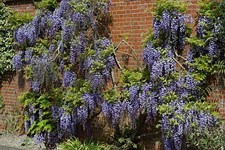 Wisteria Black Dragon Vines