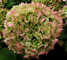 Hydrangea Emerald Green Seeds