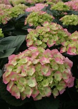 Hydrangea Emerald Green Seeds