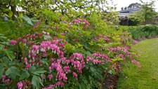Bleeding Heart Langtrees