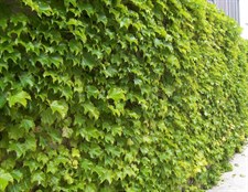 Green Boston Ivy Seeds