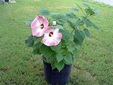 Hibiscus Luna Pink Swirl