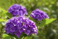 Hydrangea Violet Flower Seeds
