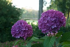 Hydrangea Violet Flower Seeds