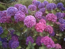 Hydrangea Violet Flower Seeds
