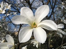 Kobus Magnolia Flower Tree Seeds