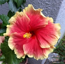 Hibiscus Mango Liqueur