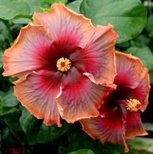 Hibiscus Mango Liqueur